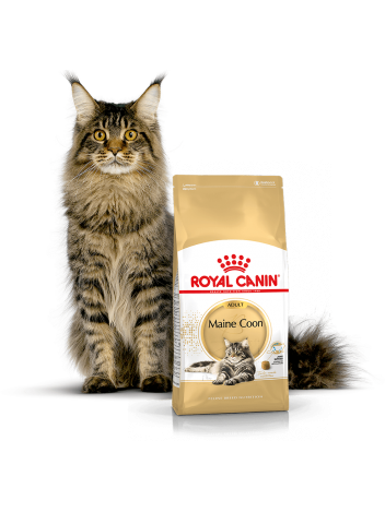 ROYAL CANIN MAINE COON 31 - 400G
